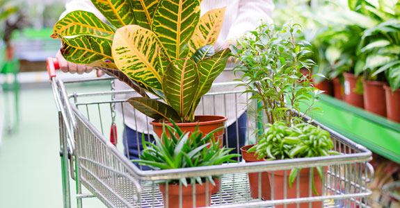 Shopping cart filled with plants