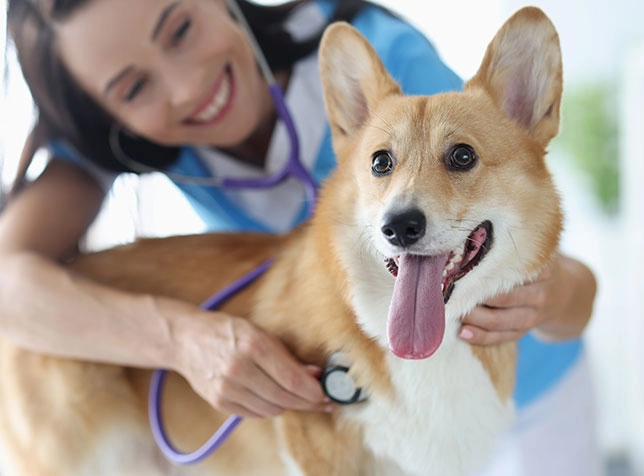 a veterinarian caring for a dog