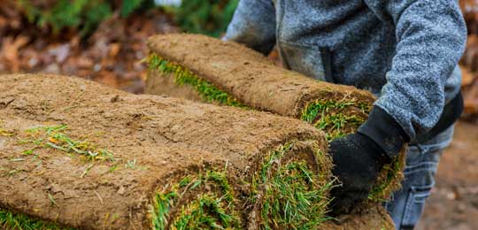 Someone carrying a large roll of sod