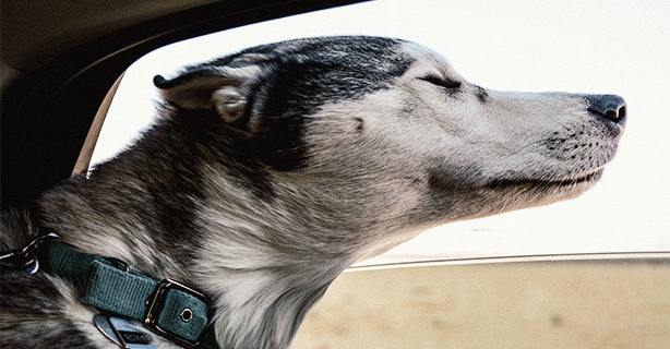 Dog with head out the window of a moving car