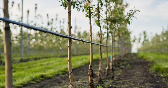 Rows of planted trees growing in a field outside