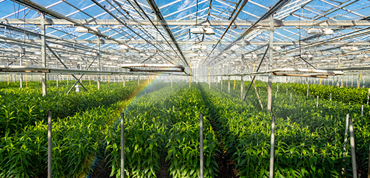 Sprinklers watering plants in a greenhouse