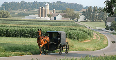 Amish horse and buggy on a road near a corn field
