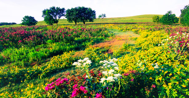 Flowery hill of Kansas Flint Hills