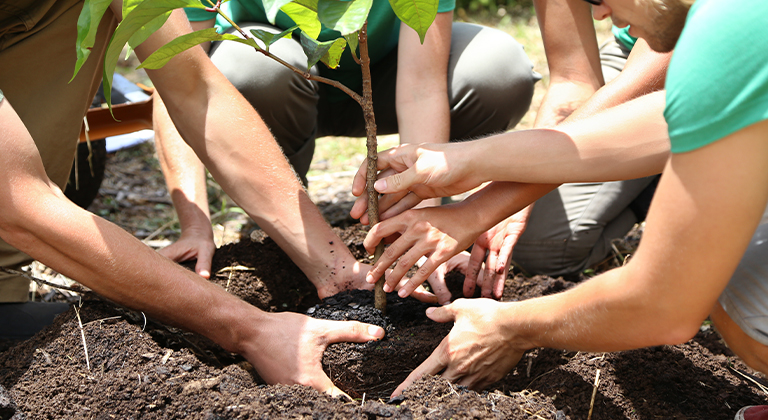 A group pf people planting a tree in soil