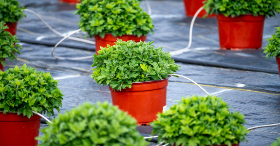 potted flowers being watered using irrigation system