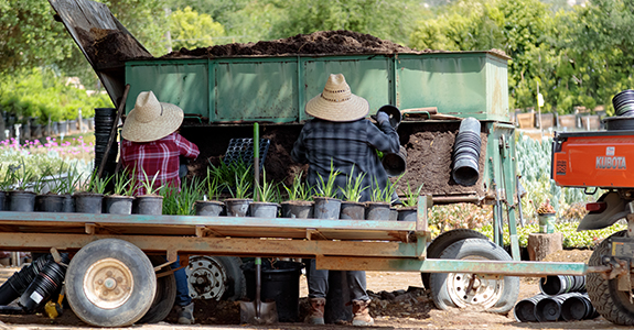 Two workers with a soil truck for planting