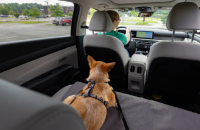 Driver with dog in the back seat of car