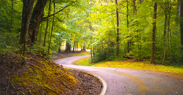 Winding road through forest