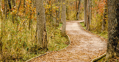 A winding boardwalk in the Kettle Moraine State Forest in Wisconsin