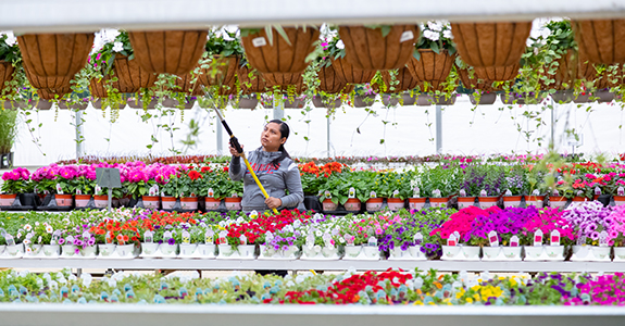 Employee using greenhouse hose to water flowers
