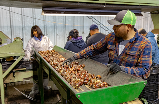 Workers sorting bulbs