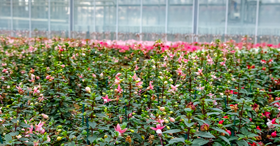 Rows of flowers growing in a greenhouse