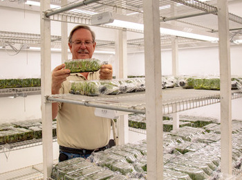 Employee shows plant growth in bottles in an indoor grow room