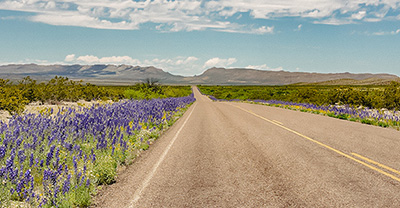 Bluebells along a Texas highway