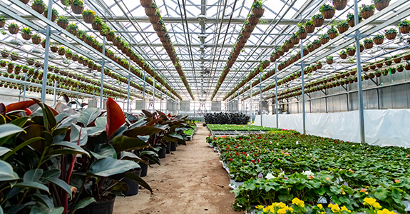 Rows of plants aligned in a greenhouse