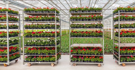 Flower carts in a greenhouse