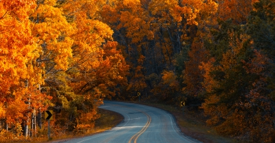 Road in Fall forest