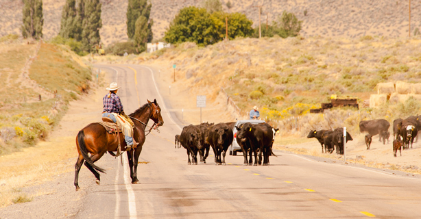 Cowgirl on horse with cows on street