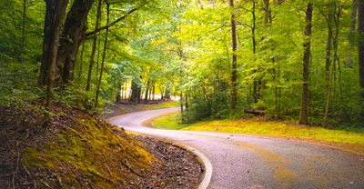 Winding road through forest