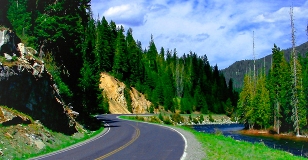 Winding road in forest