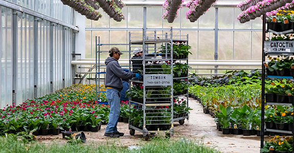 Greenhouse employee hauling a cart of flowers