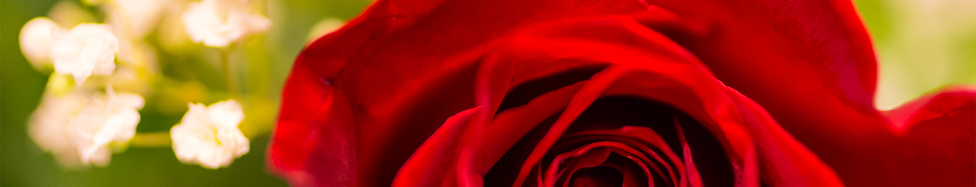 Center of red rose