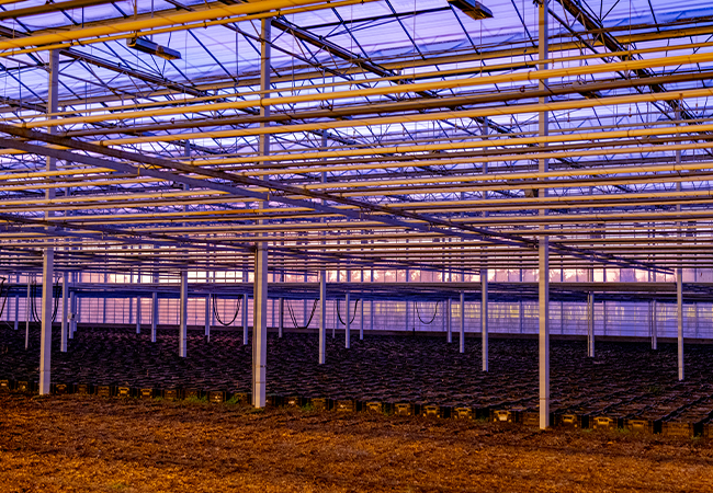 Inside of greenhouse