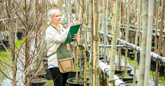 Woman Inspecting Nursery Trees