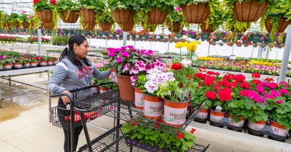 woman pushing shopping cart full of potted flowers in a garden center