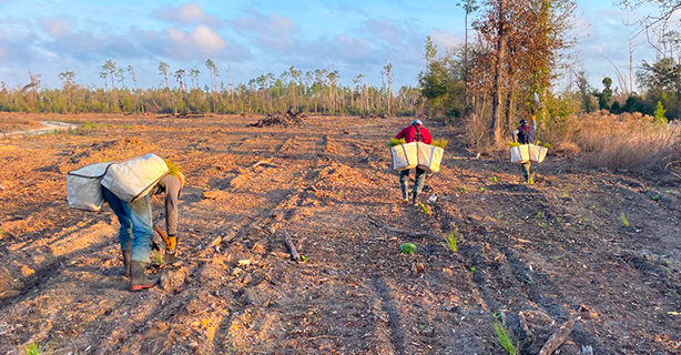 Workers planting trees