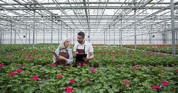 Two greenhouse employees talking and analyzing plants in a greenhouse