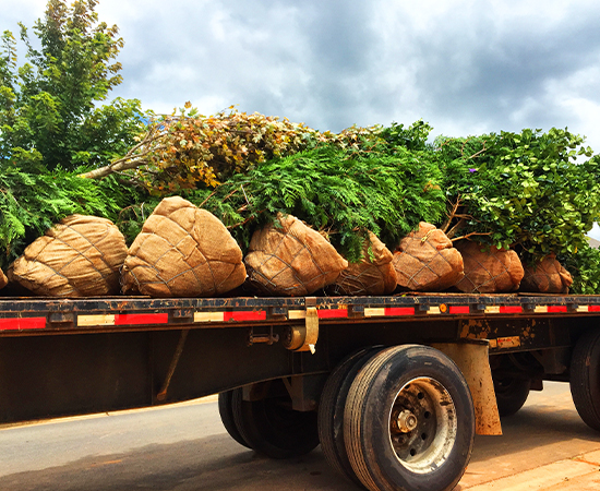 Trees on the back of truck