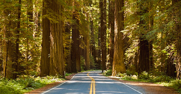 Road with tall trees on both sides