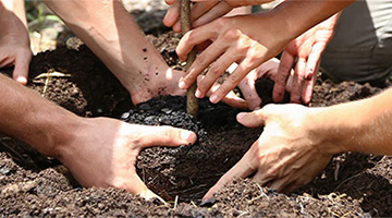 A group pf people planting a tree in soil