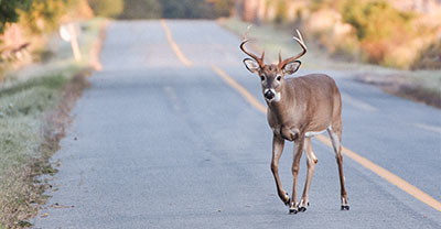 A deer crossing the road