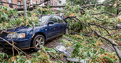 Car smashed by a fallen tree on a city street