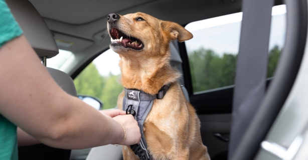 Driver harnessing dog in the back seat of car