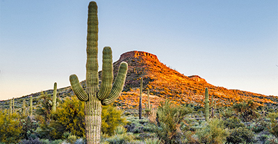 Cactus and desert scenery