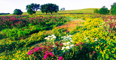 Flowery hill of Kansas Flint Hills