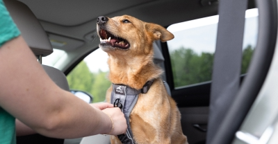 Driver with dog in the back seat of car