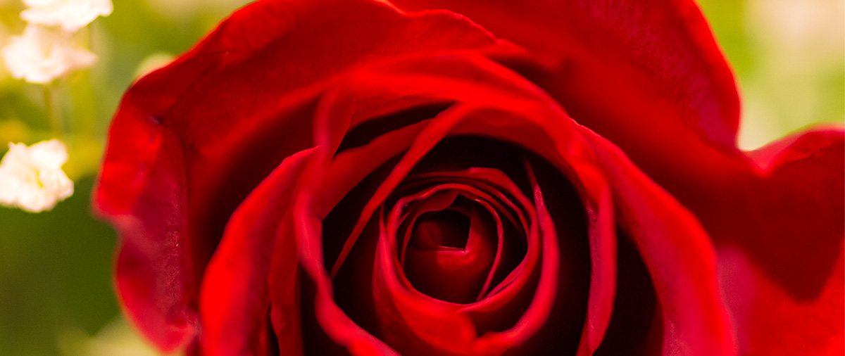 Center of red rose