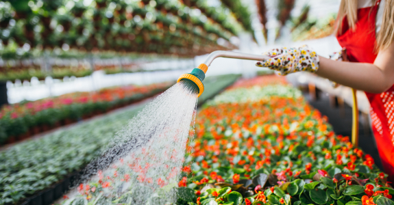 woman watering flowers in greenhouse