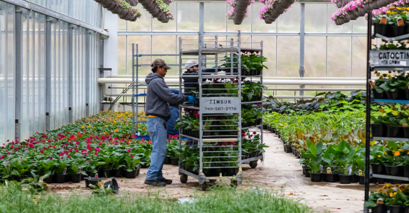 man pushing a cart of flowers in greenhouse