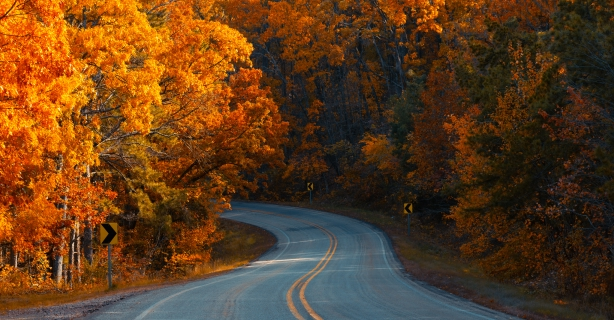 Road in Fall forest