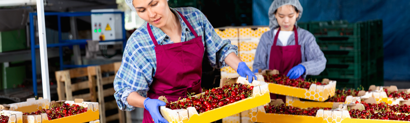 Food processing workers packing cherries.