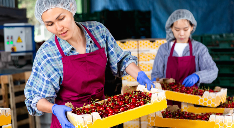 Two food processing workers packing cherries.