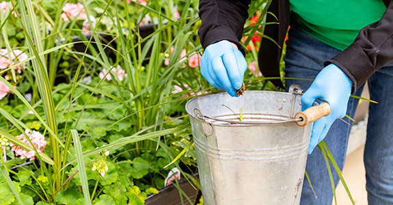 Employee harvesting plants