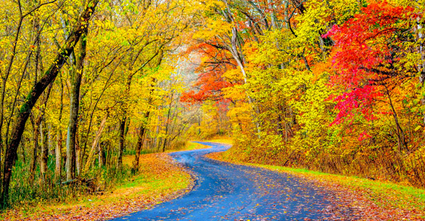 Fall leaves covering road