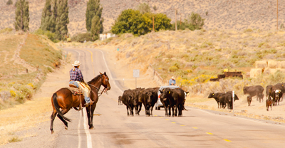 Cowgirl on horse with cows on street